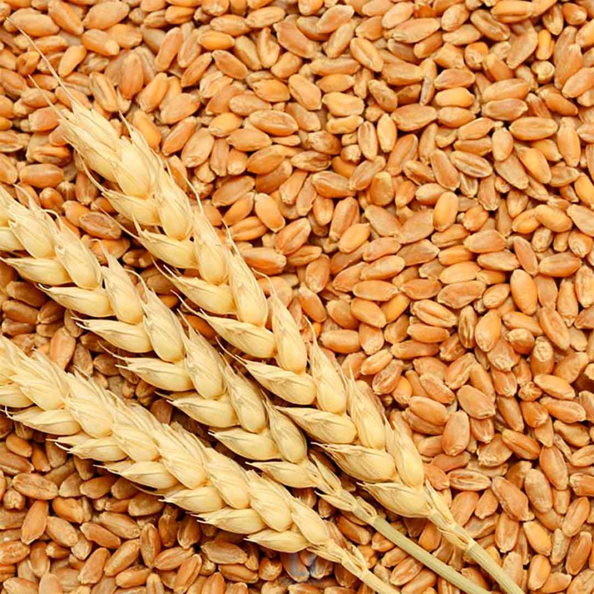 Produção de trigo na Argentina: avanços do plantio do cereal